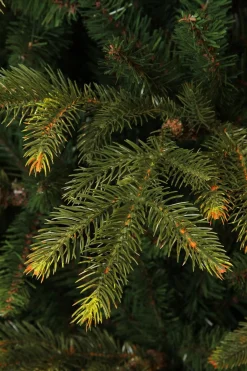 Black Box Trees Frasier Kunstkerstboom - H185 X O124 Cm - Groen Best