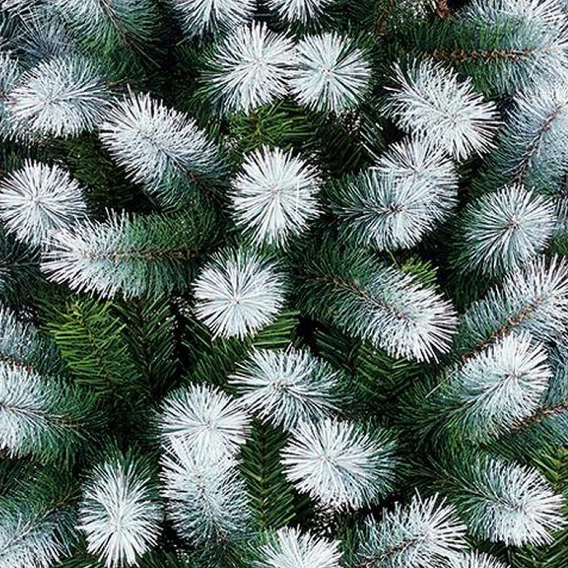 Black Box Trees Kingston Kunstkerstboom - H120 Cm - Frosted Green Cheap