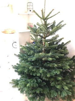 Merkloos Cinco Kerstboomstandaard C-163 A: Voor Een Kerstboom Tot 150 Cm Shop
