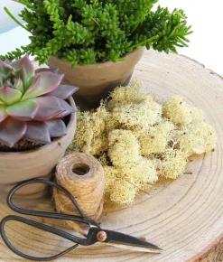 Mica Decorations Kerststukjes>Decoratie/Hobby Mos Naturel/Wit 500 Gram - Decoratie Materialen Bloemstukjes