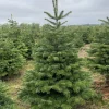 Flora Danica Nordmann Echte Kerstboom - Nordmann Kerstboom - Deense Floradanica Gezaagd - 175-200Cm - De Beste Kwaliteit - Eigen Import - Easy To Fix De Met Voorgeboord Gat Op De Standaards Met Pin - Gratis Quicktreefresh Best Sale