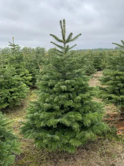 Flora Danica Nordmann Echte Kerstboom - Nordmann Kerstboom - Deense Floradanica Gezaagd - 175-200Cm - De Beste Kwaliteit - Eigen Import - Easy To Fix De Met Voorgeboord Gat Op De Standaards Met Pin - Gratis Quicktreefresh Best Sale