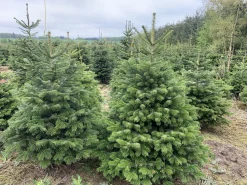 Flora Danica Nordmann Echte Kerstboom - Nordmann Kerstboom - Deense Floradanica Gezaagd - 175-200Cm - De Beste Kwaliteit - Eigen Import - Easy To Fix De Met Voorgeboord Gat Op De Standaards Met Pin - Gratis Quicktreefresh Best Sale