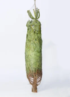 Flora Danica Nordmann Echte Kerstboom - Nordmann Kerstboom - Deense Floradanica Gezaagd - 175-200Cm - De Beste Kwaliteit - Eigen Import - Easy To Fix De Met Voorgeboord Gat Op De Standaards Met Pin - Gratis Quicktreefresh Best Sale