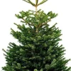 Tuincentrumgigant.nl Echte Kerstboom - Nordmann Excellent - Gezaagd Geen Kluit - 200-225Cm 225 Cm Online