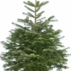 Flora Danica Nordmann Echte Kerstboom Nordmann In Pot Gekweekt 125-150Cm Shop