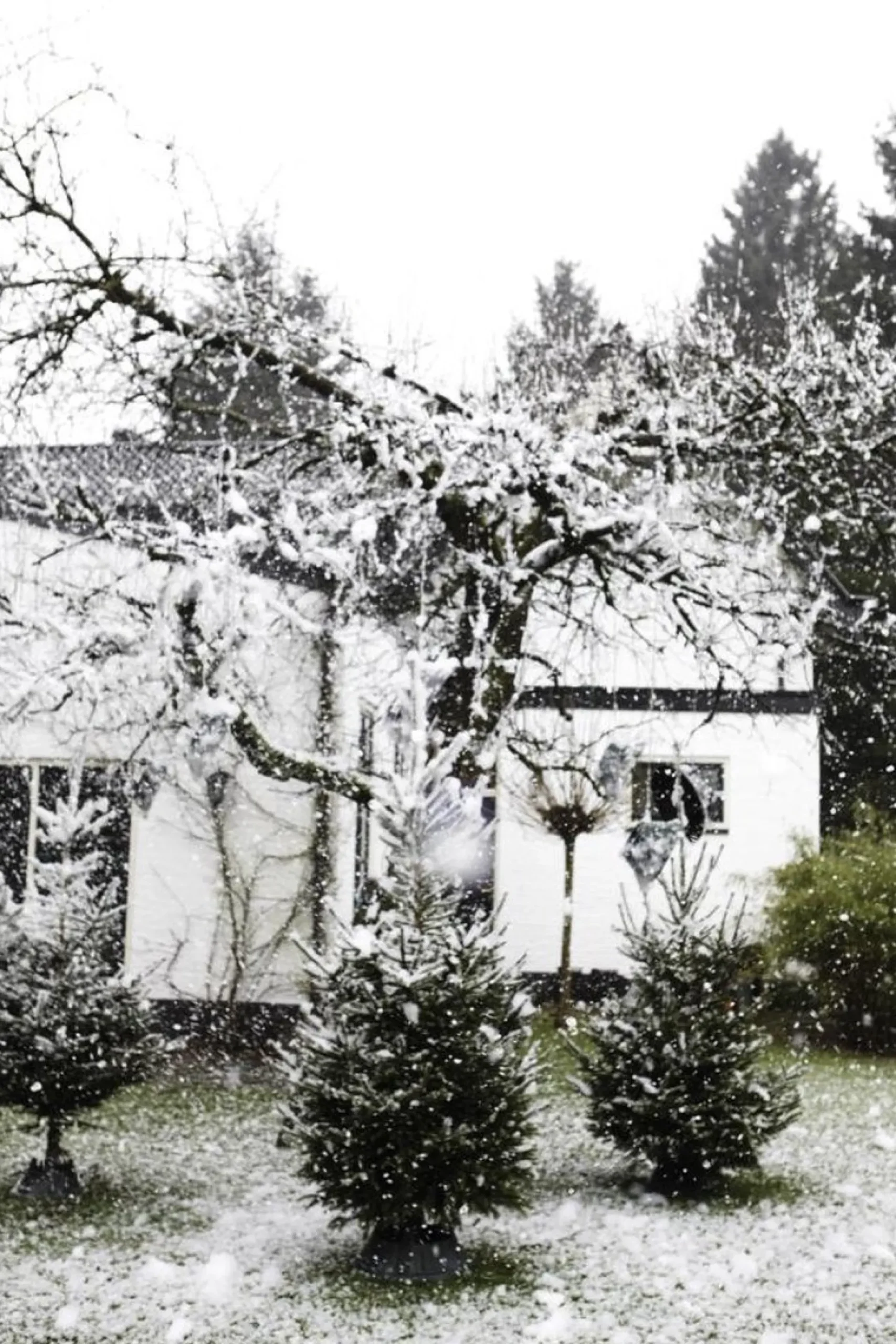 Elho Nordman 39 - Kerstboomstandaard Voor Binnen - O 39.2 X H 18.0 Cm - Zwart/Antraciet New