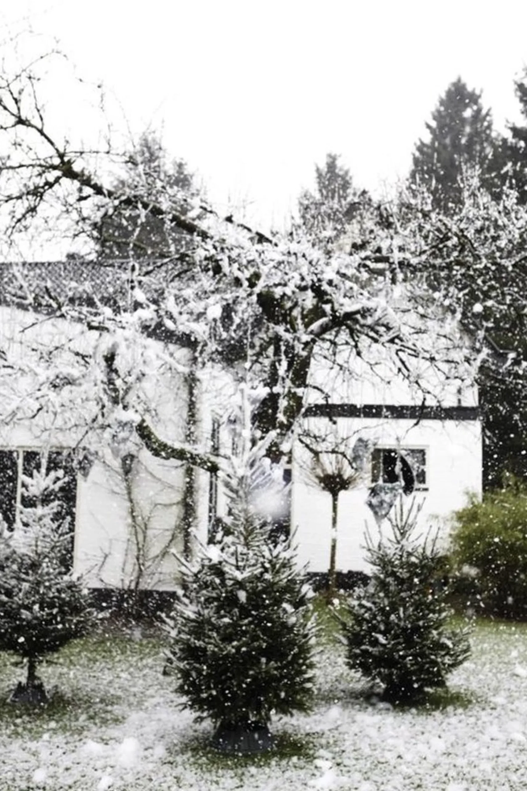 Elho Nordman 39 - Kerstboomstandaard Voor Binnen - O 39.2 X H 18.0 Cm - Zwart/Antraciet New