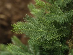 Everlands Grandis Fir Kunstkerstboom 180 Cm - Zonder Verlichting Clearance