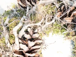 LA COURONNE Kerststukjes>Kerst - Krans Met Mos / Dennenappels / Bonsai - 38Cm