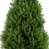 koophierjekerstboom.nl Picea Glauca Conica 120Cm Mini Kerstboom In Pot. Best