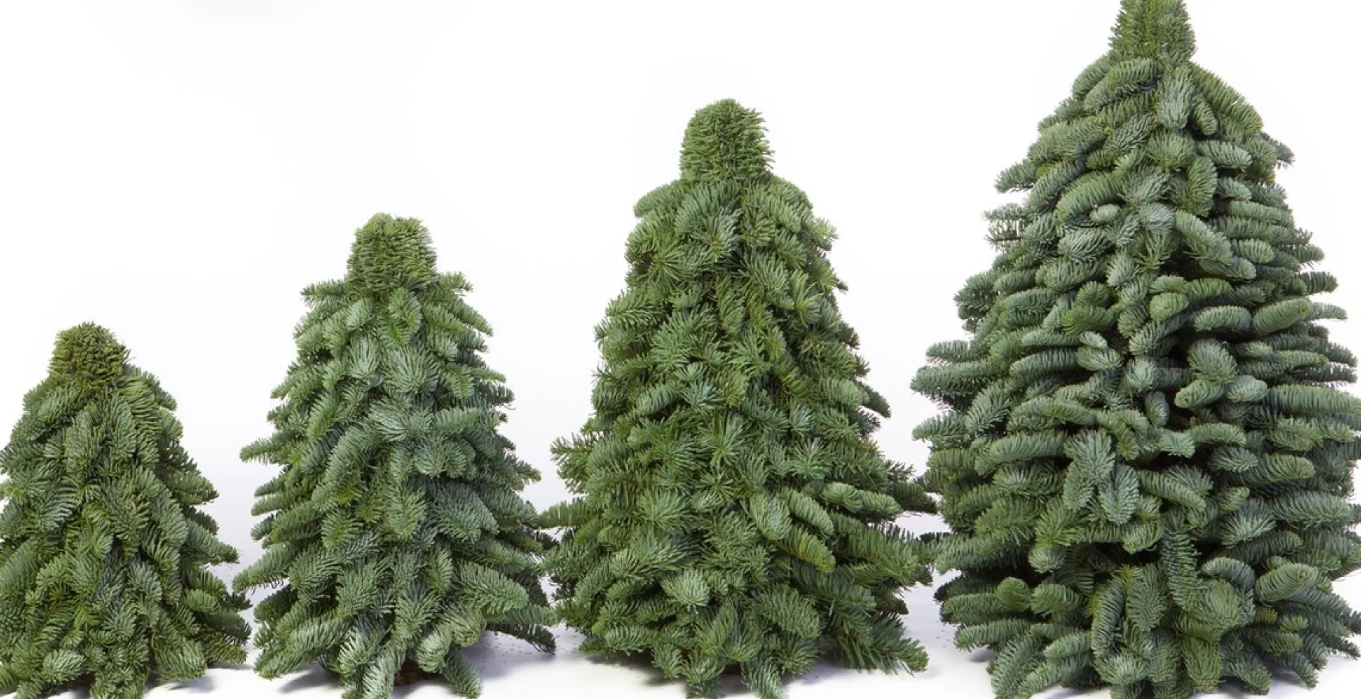 Merkloos Nobilis Kerstboom - 60Cm - Kleine Kerstboom - Handgemaakt - Vers Groen New