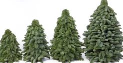 Merkloos Nobilis Kerstboom - 50Cm - Mini Kerstboom - Handgemaakt - Vers Groen Fashion