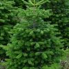 Merkloos Nordmann Kerstboom - Echte Kerstboom - 150-175Cm - Met Boorgat, Al Jaren De Beste Kwaliteit - Eigen Import - Easy To Fix De Flora Danica Nordmann Met Voorgeboord Gat Op De Standaards Met Pin-Gratis Quicktreefresh Best Sale