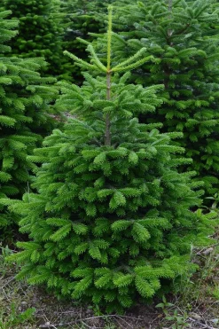 Merkloos Nordmann Kerstboom - Echte Kerstboom - 150-175Cm - Met Boorgat, Al Jaren De Beste Kwaliteit - Eigen Import - Easy To Fix De Flora Danica Nordmann Met Voorgeboord Gat Op De Standaards Met Pin-Gratis Quicktreefresh Best Sale