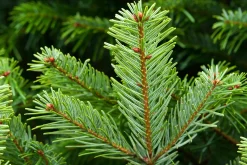 Merkloos Nordmann Kerstboom - Echte Kerstboom - 150-175Cm - Met Boorgat, Al Jaren De Beste Kwaliteit - Eigen Import - Easy To Fix De Flora Danica Nordmann Met Voorgeboord Gat Op De Standaards Met Pin-Gratis Quicktreefresh Best Sale