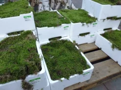 Merkloos Kerststukjes>Platmos Vers 4 Lagen