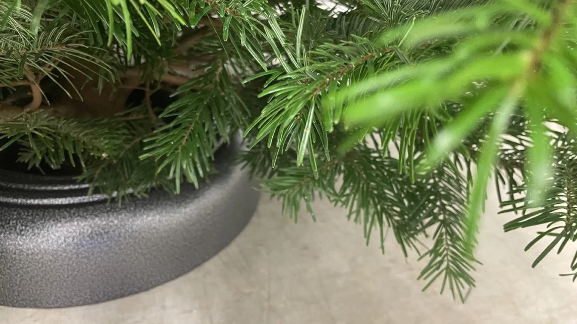 Quictreestand Quicktreestand Kerstboom Standaard Metaal 39Cm Met Pin Voor Voor Geboorde Bomen Met Gat Clearance