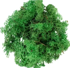 My Village Kerststukjes>Rendiermos Groen 50 G