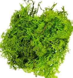 My Village Kerststukjes>Rendiermos Lichtgroen 50 G