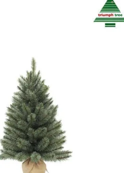 Triumph Tree - Forest Frosted Pine Christmas Tree Burlap/Potted Frosted, Newgrowth Blue - H90Xd61Cm Cheap