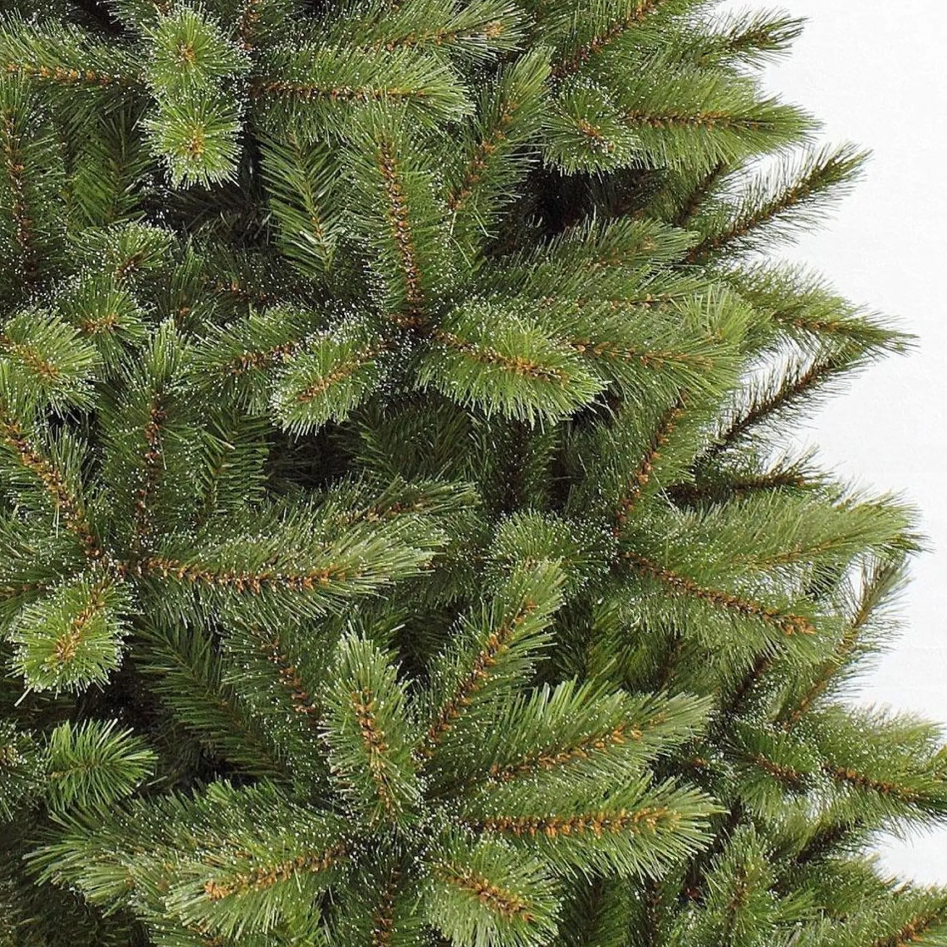 Triumph Tree - Kunstkerstboom - Forest Frosted Slim - Groen - 230Cm 230 Cm Clearance