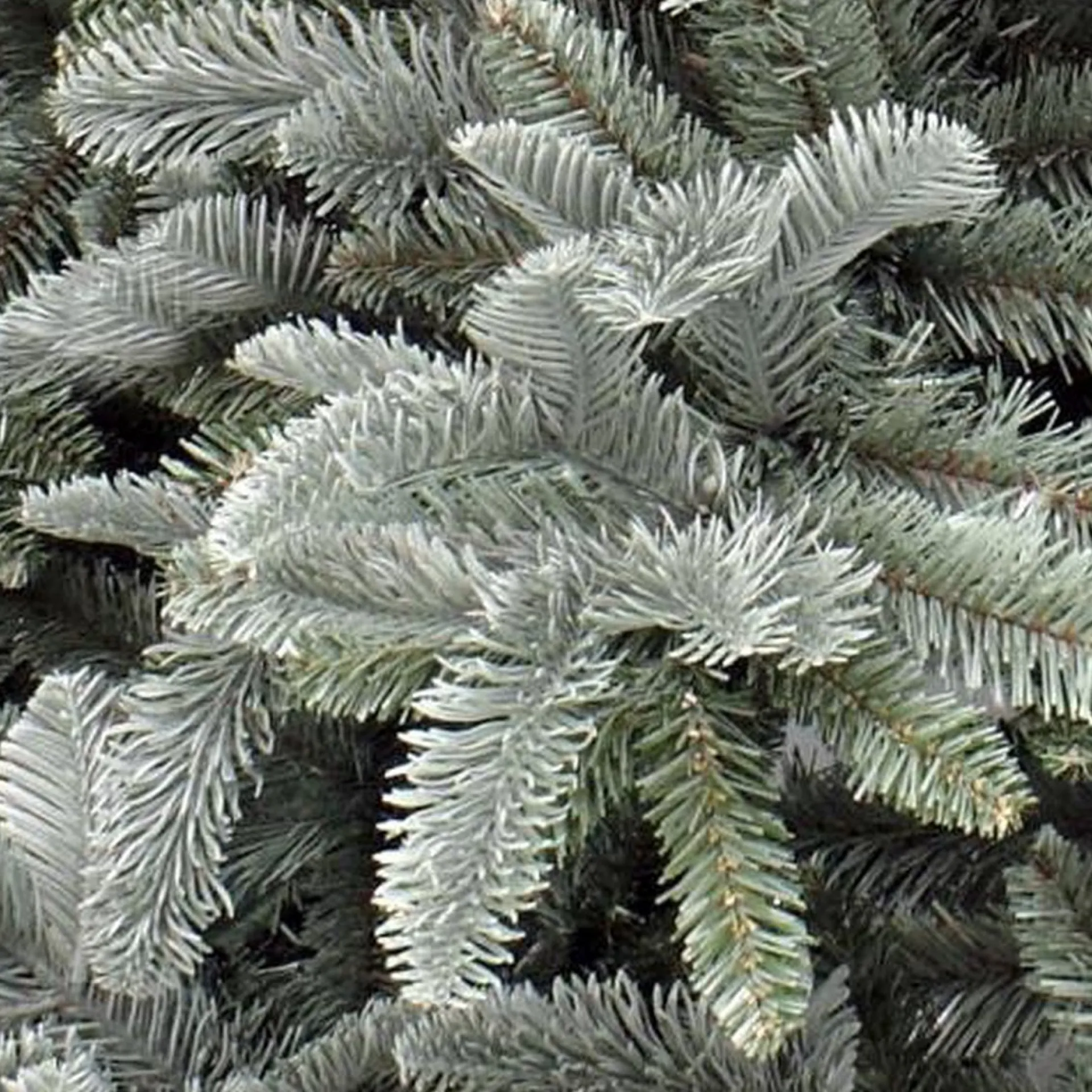 Triumph Tree Abies Nordmann Deluxe Kunstkerstboom 215 X 155 Cm - Forest Blue Fashion