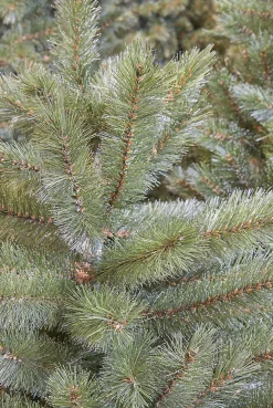 Triumph Tree Forest Frosted Kunstkerstboom - H155 X O119 Cm - Groen Store