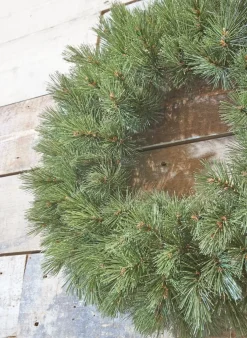 Triumph Tree Kerstkransen></noscript> Forest Frosted Kerstkrans - O45 Cm - Groen