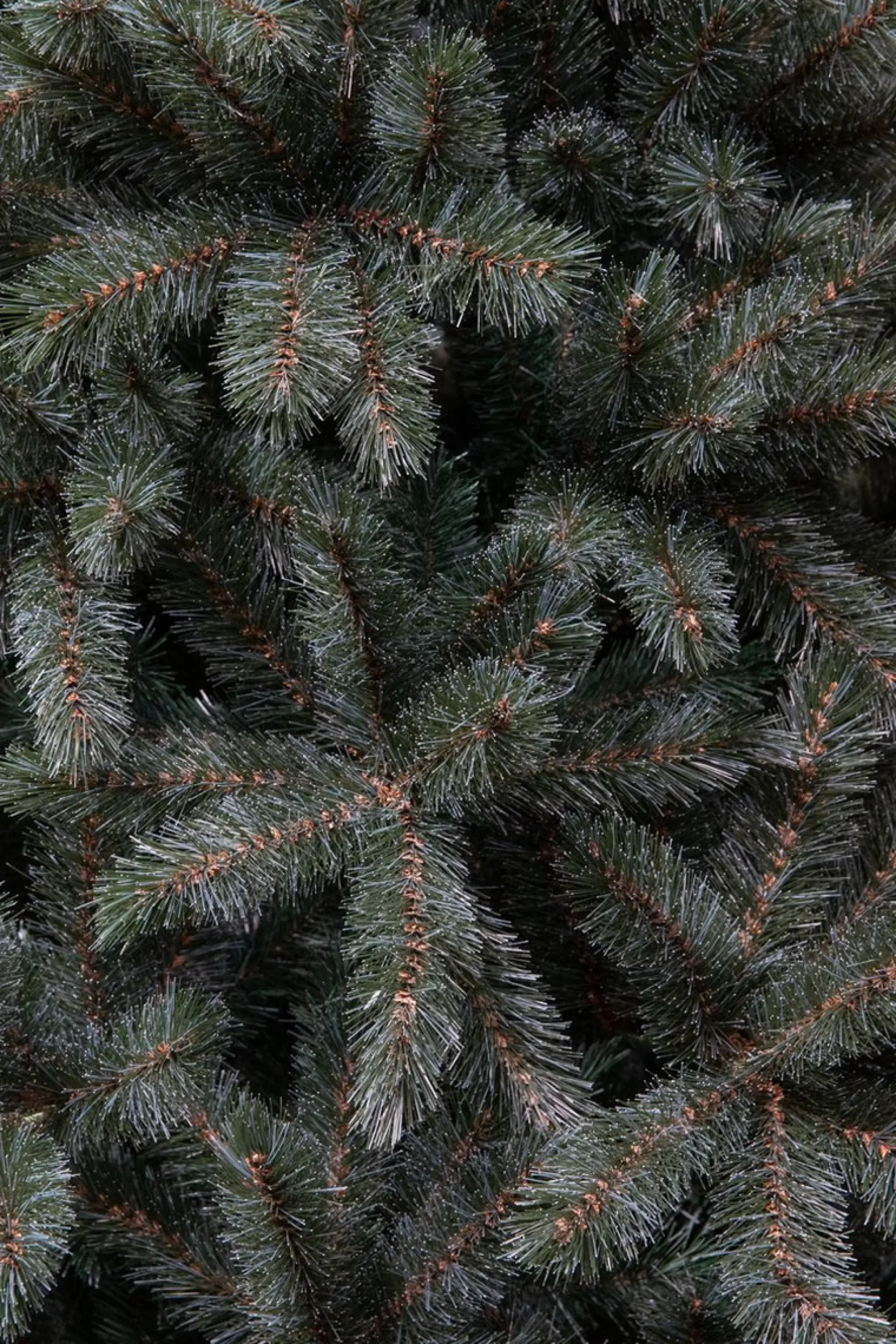 Triumph Tree Forest Frosted Slim Kunstkerstboom - H185Cm - Blauw Hot