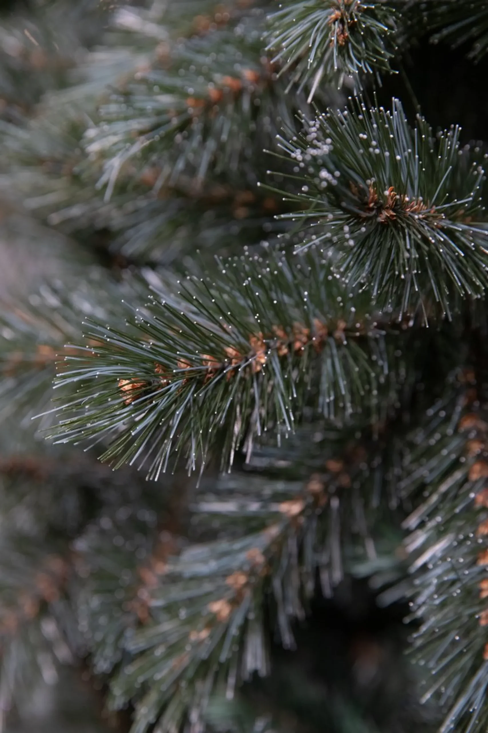 Triumph Tree Forest Frosted Slim Kunstkerstboom - H185Cm - Blauw Hot